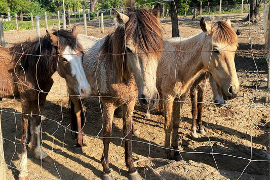The Palm Beach Horses