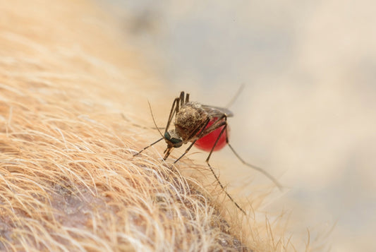 Heartworm- A preventable deadly disease that's common on our little island