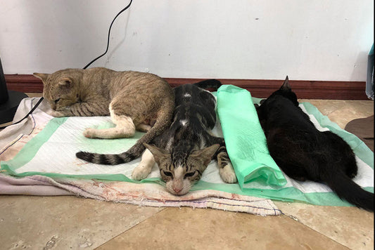 'Anney's Wish' Spay & Neuter Campaign