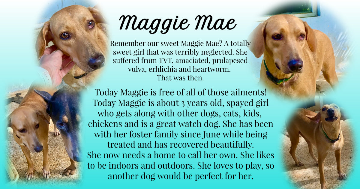 Maggie- ADOPTED